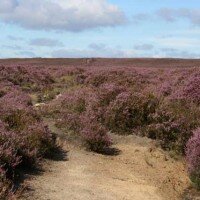 On the Lyke Wake Walk